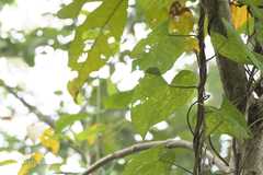 Ipomoea salsettensis